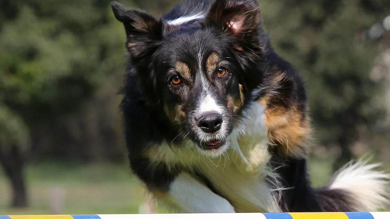 Visita cumprimenta o cachorro de forma calma e segura.