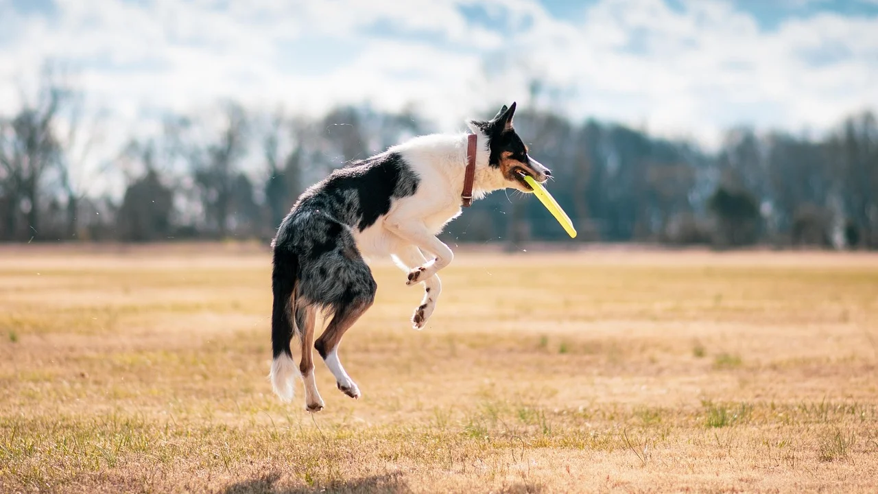 Cão relaxado pratica truque em ambiente tranquilo