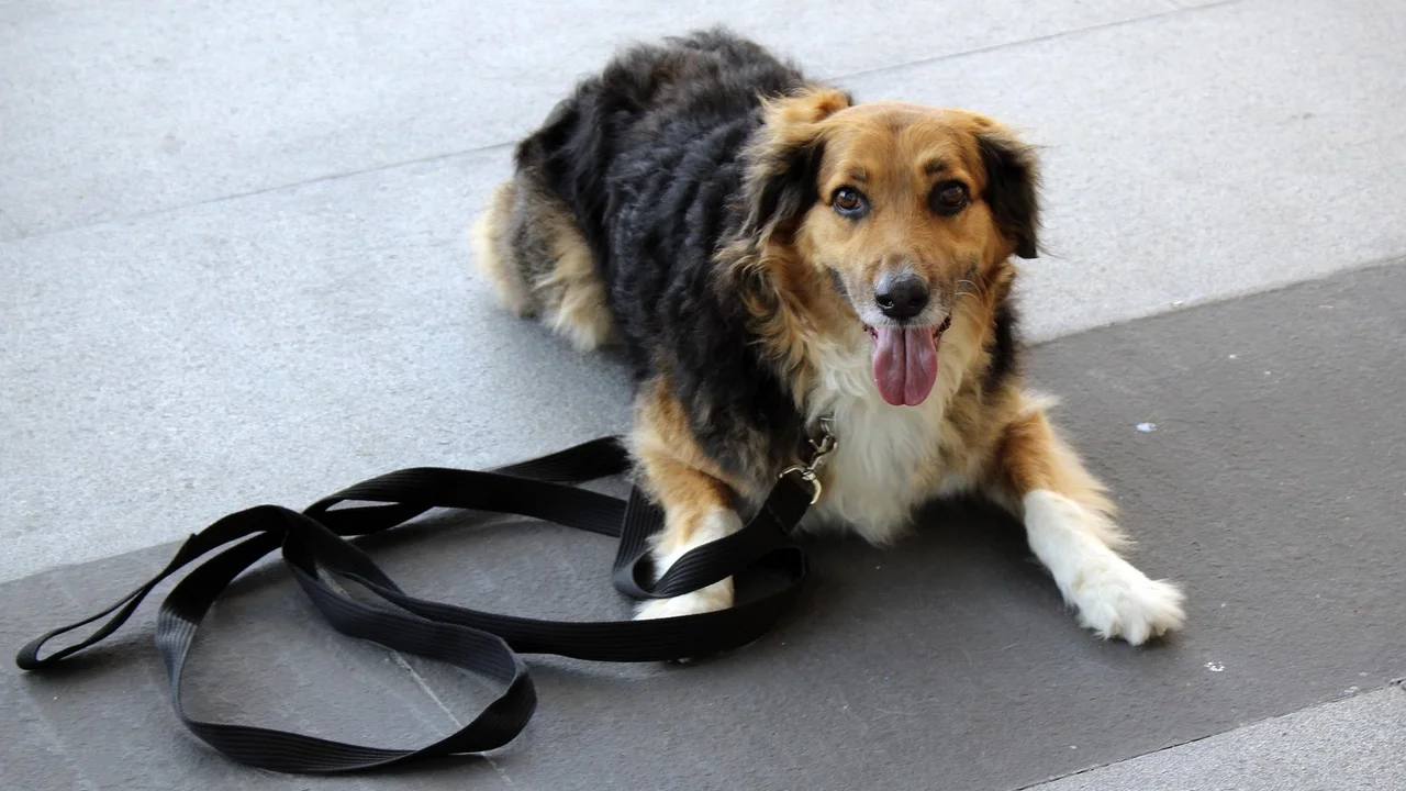 Cão sentado com guia antes de iniciar o passeio.