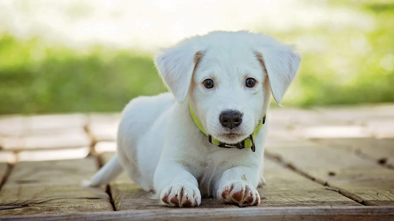 Fita métrica sendo usada para medir o pescoço de um cachorro.