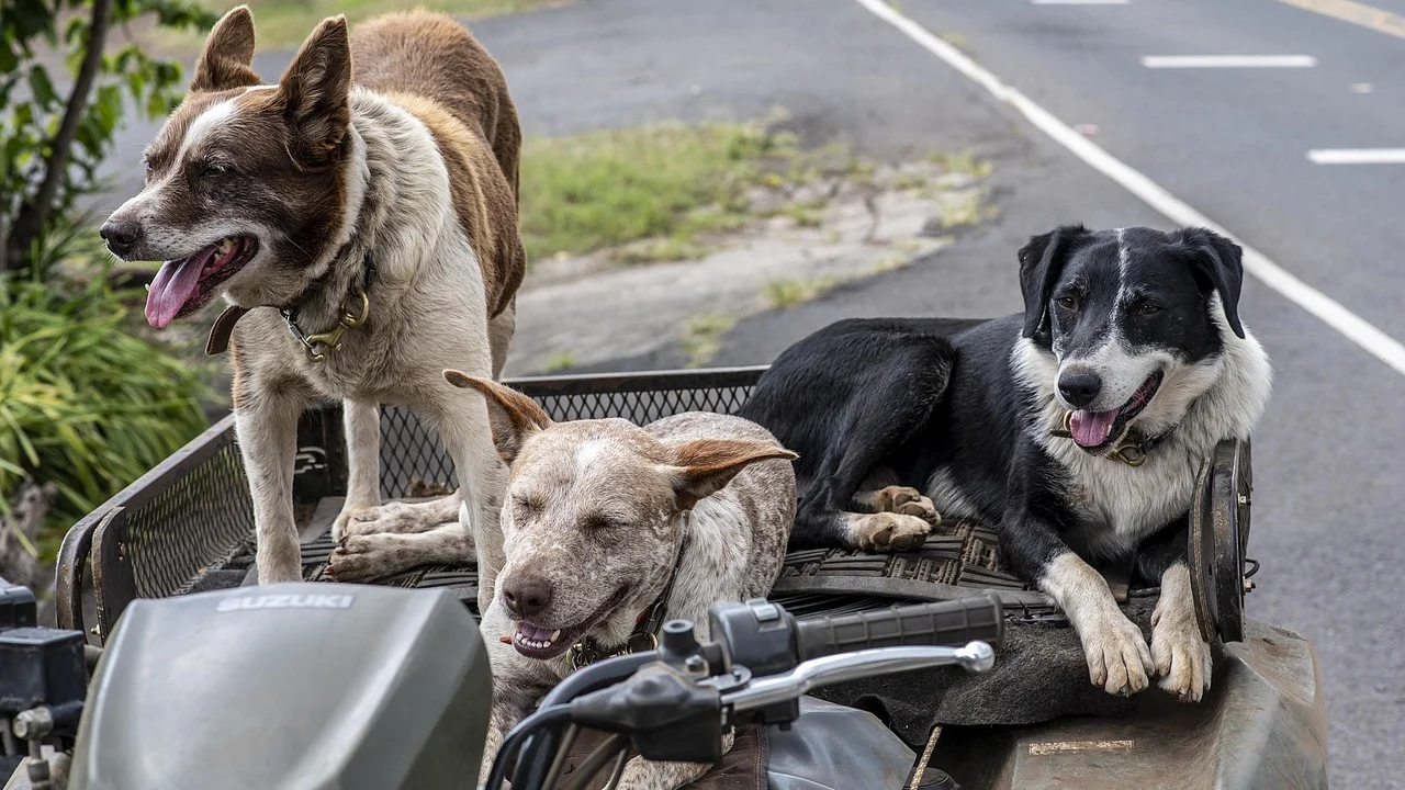 Peitoral em Y bem posicionado no tórax de um cão.