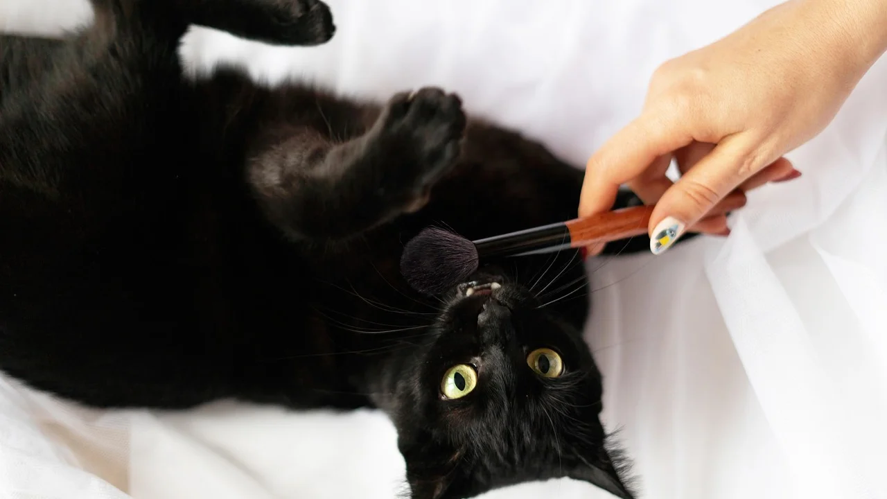 Tutora escova delicadamente o dorso de um gato em ambiente tranquilo.