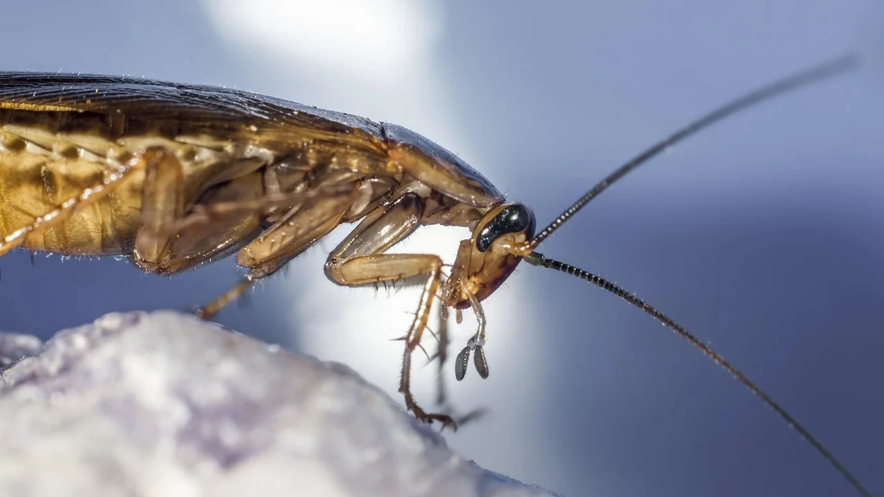 Potes bem fechados preservam alimentos e evitam o acesso de pragas.