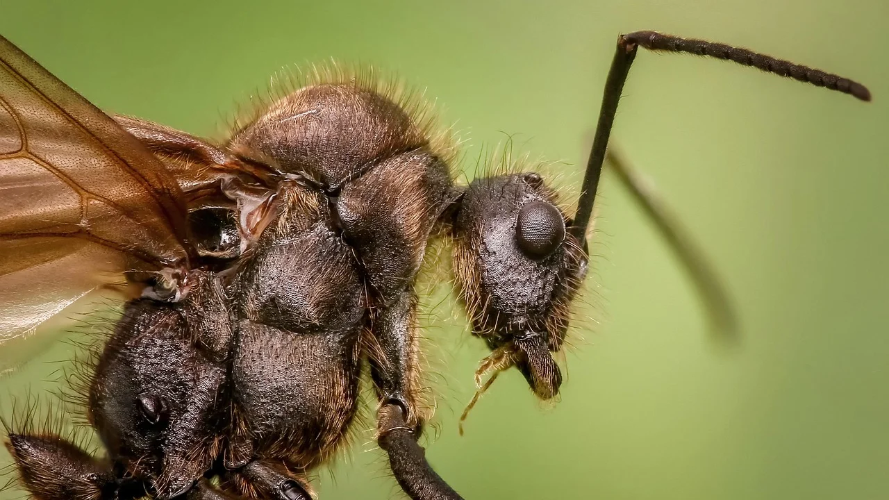 Pote de ração limpo evita atrair insetos para o ambiente.