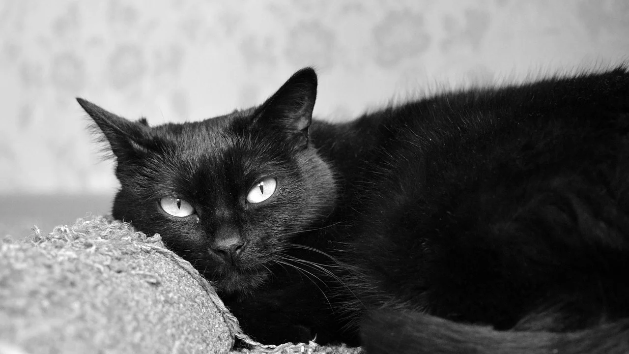 Gato alongando as patas em um arranhador vertical