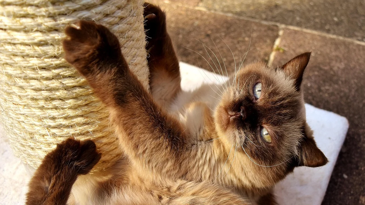 Arranhador posicionado ao lado do sofá para redirecionar o gato