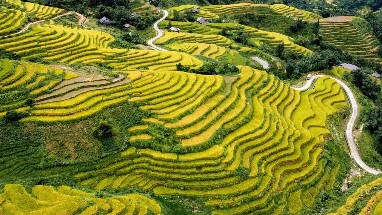 Grãos de arroz envolvidos por legumes coloridos e ervas.