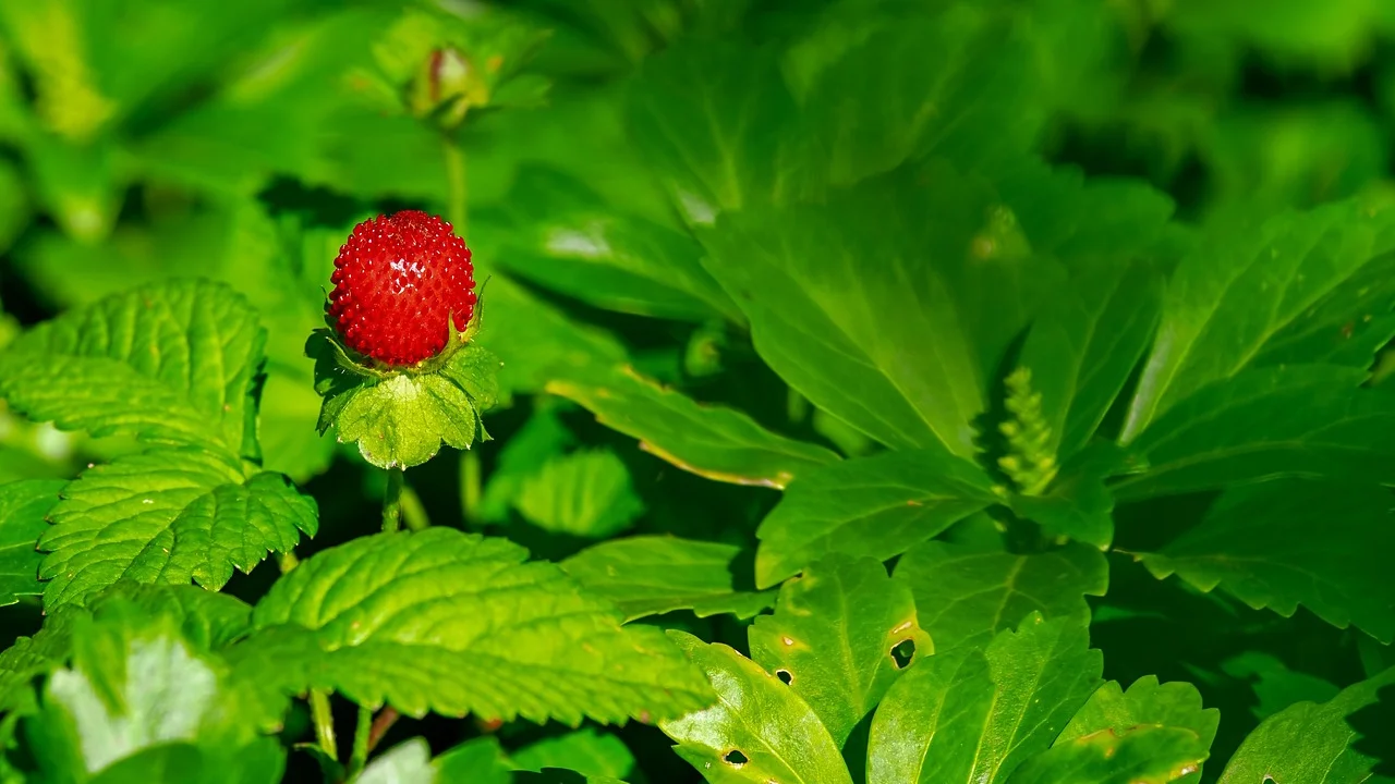 Ingredientes básicos separados para preparar o doce de morango.