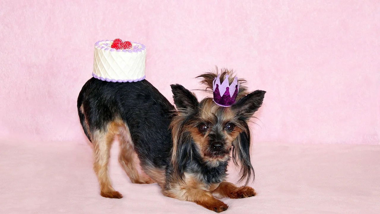 Bolo caseiro para cachorro decorado com purê de abóbora