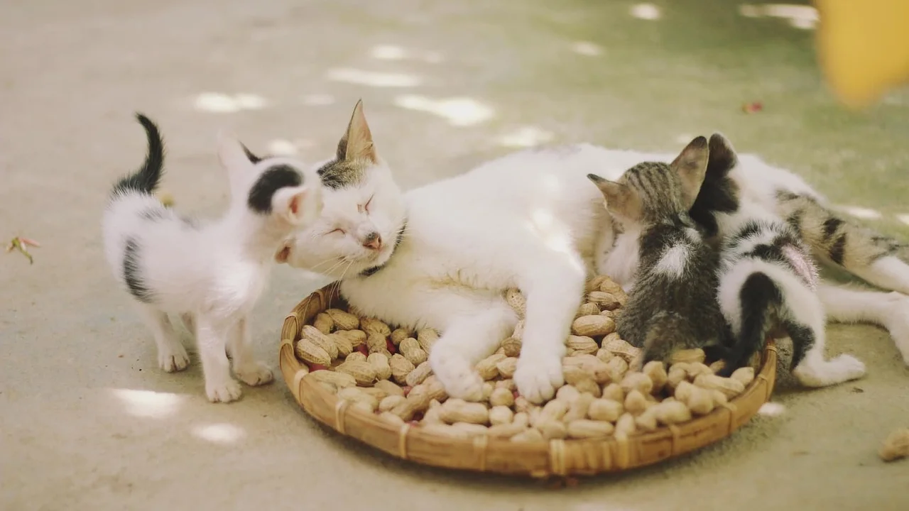 Gato usando caixa de areia em local tranquilo da casa