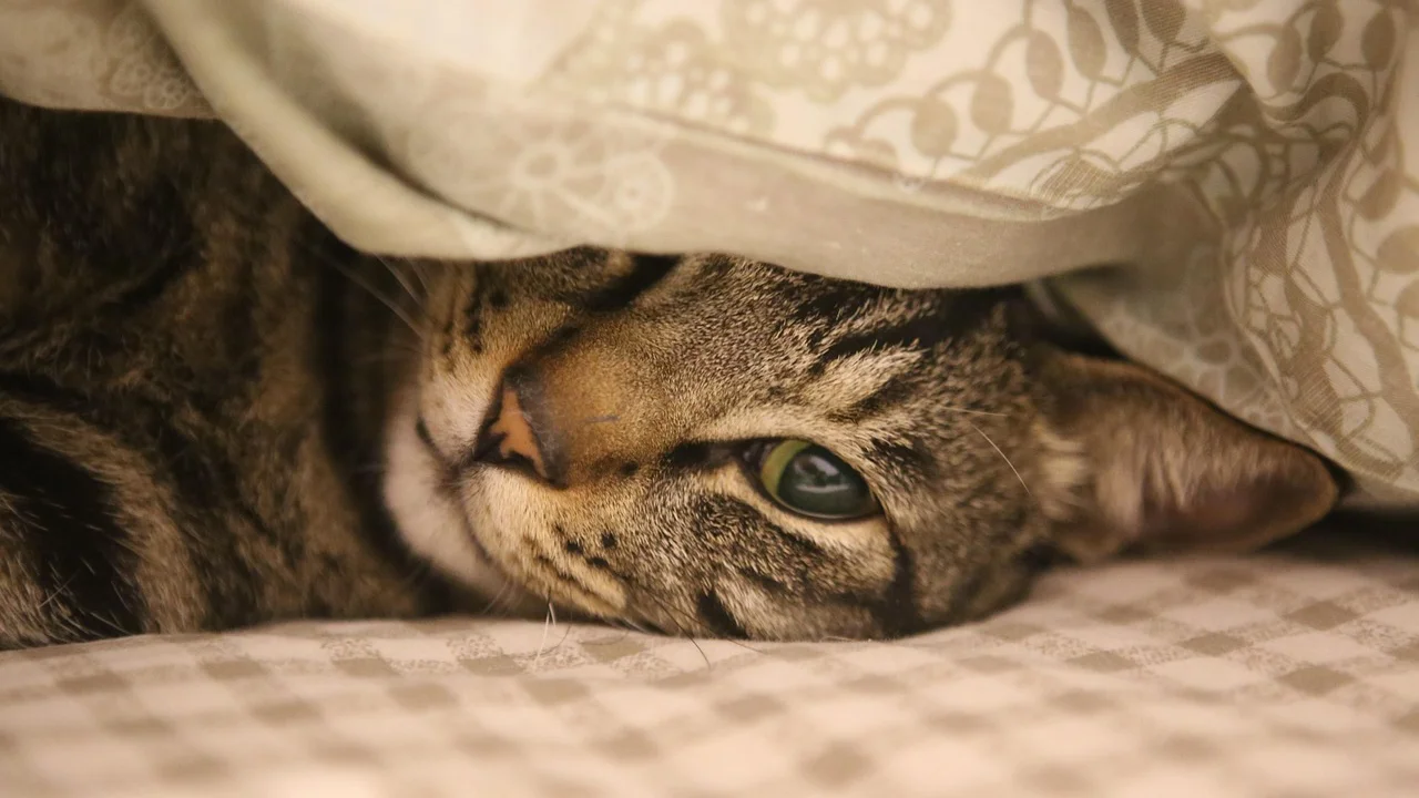 Gato descansando em uma cama caseira de papelão.