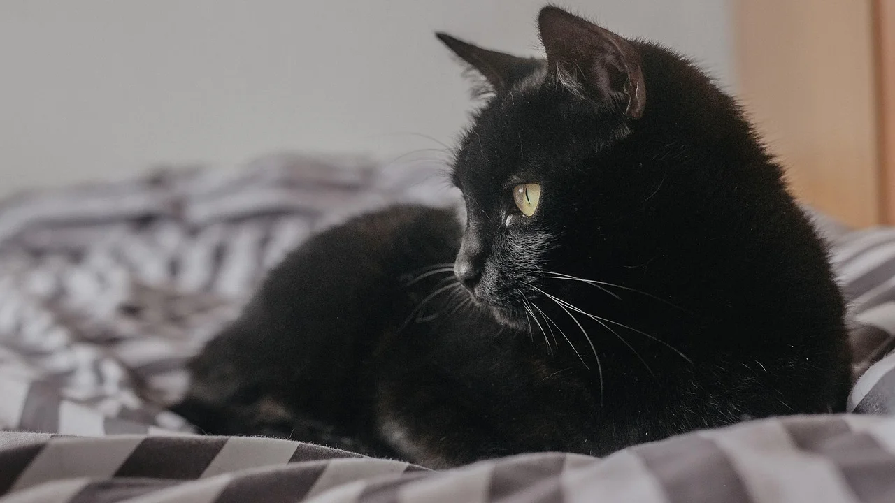 Caixa de papelão preparada como toca para gato.
