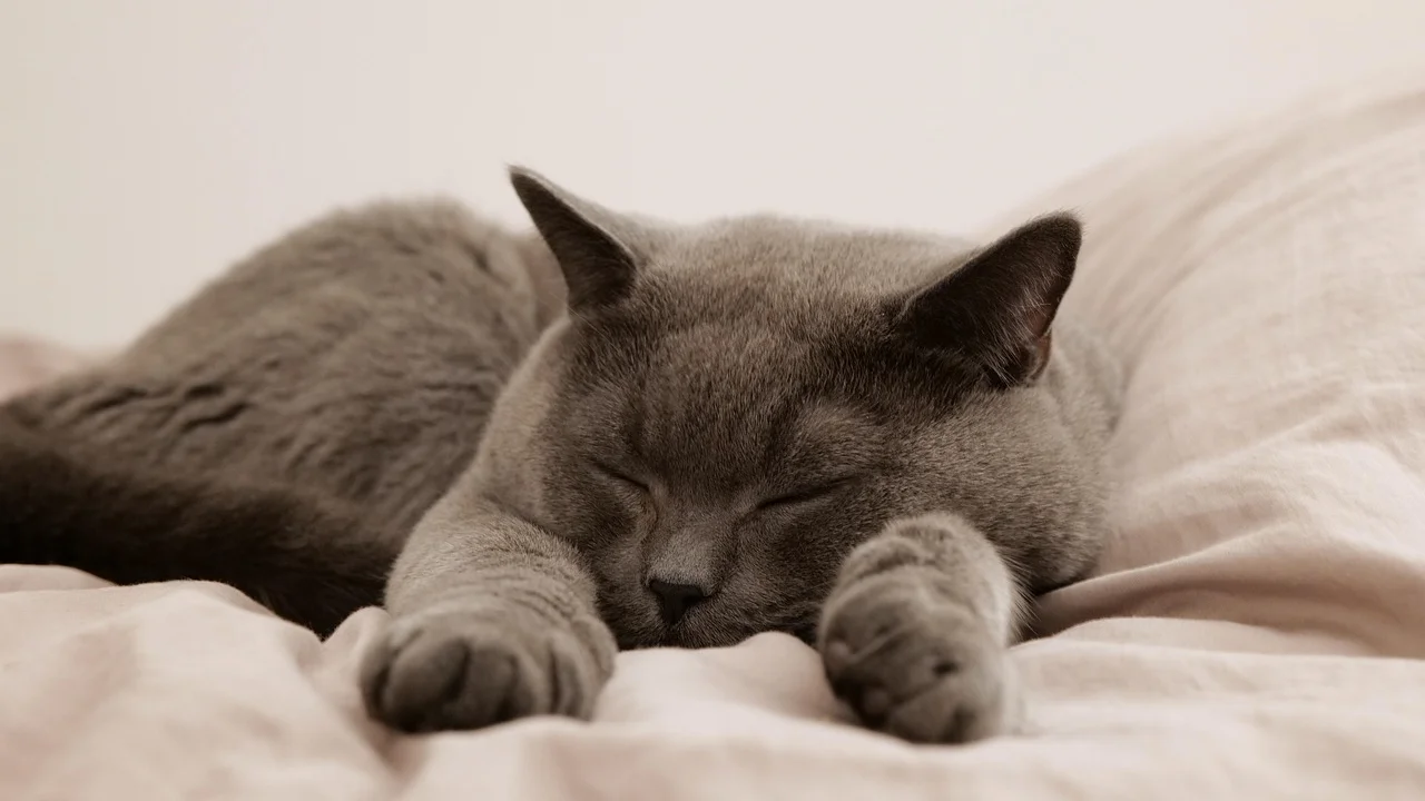 Cama de tecido lavável para gato dentro de casa.
