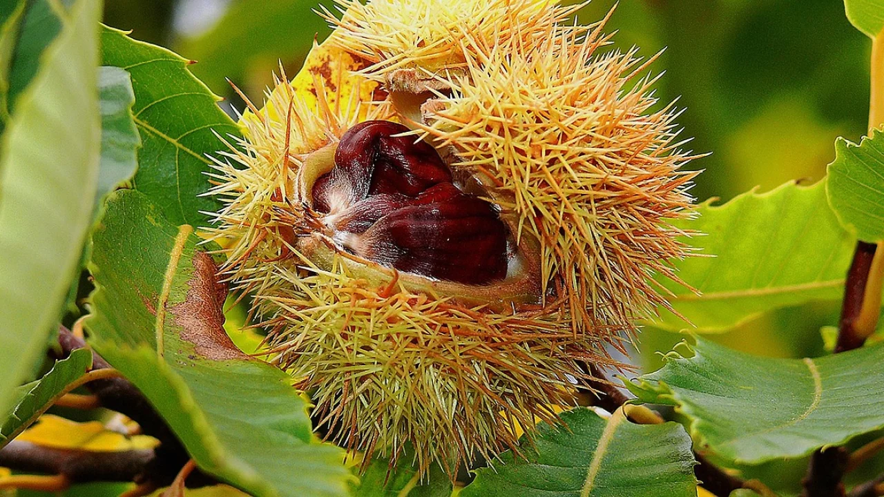 Castanhas distribuídas em uma única camada no cesto da airfryer.