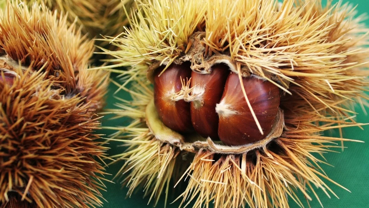 Castanhas assadas e descascadas prontas para servir como petisco.
