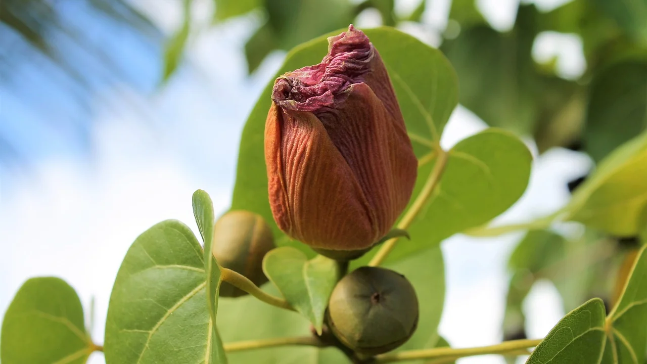 Chá de hibisco vermelho servido quente em xícara de vidro