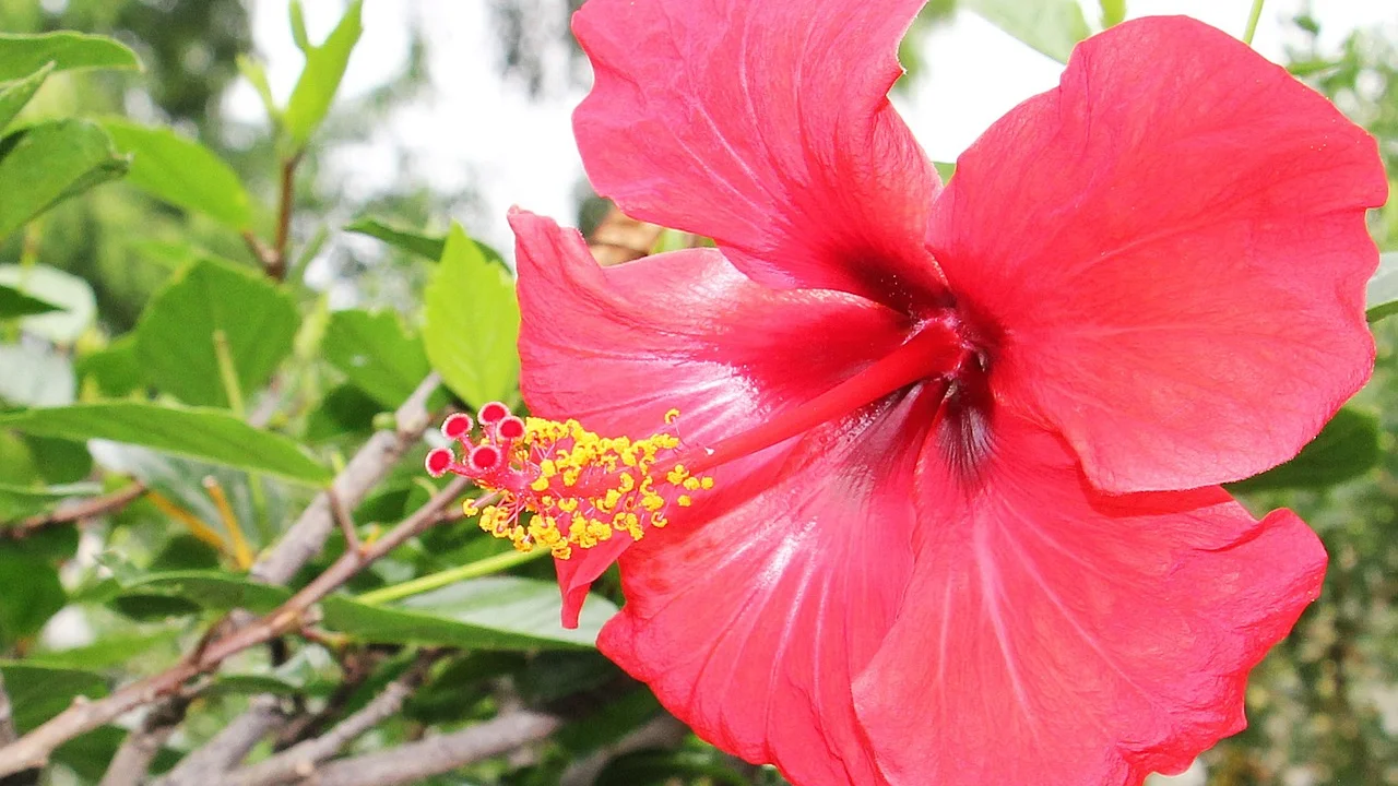 Chá de hibisco com gelo e folhas frescas de hortelã