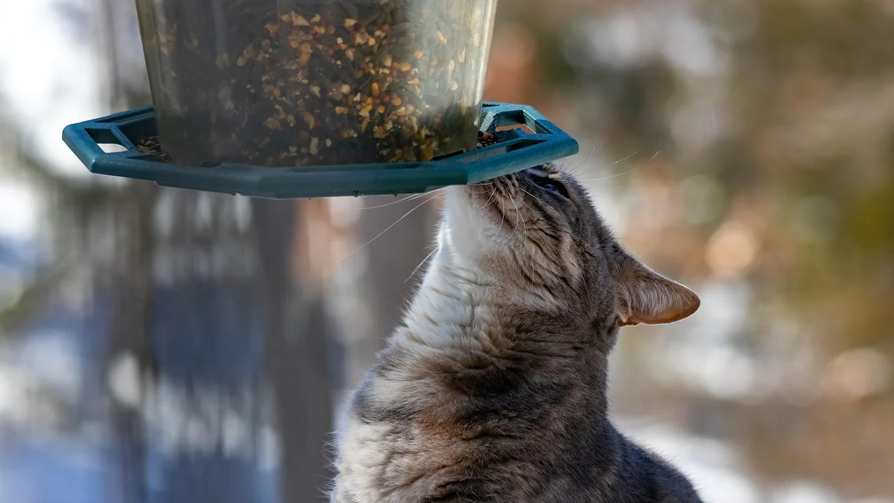 Suporte de madeira com potes removíveis para cães e gatos