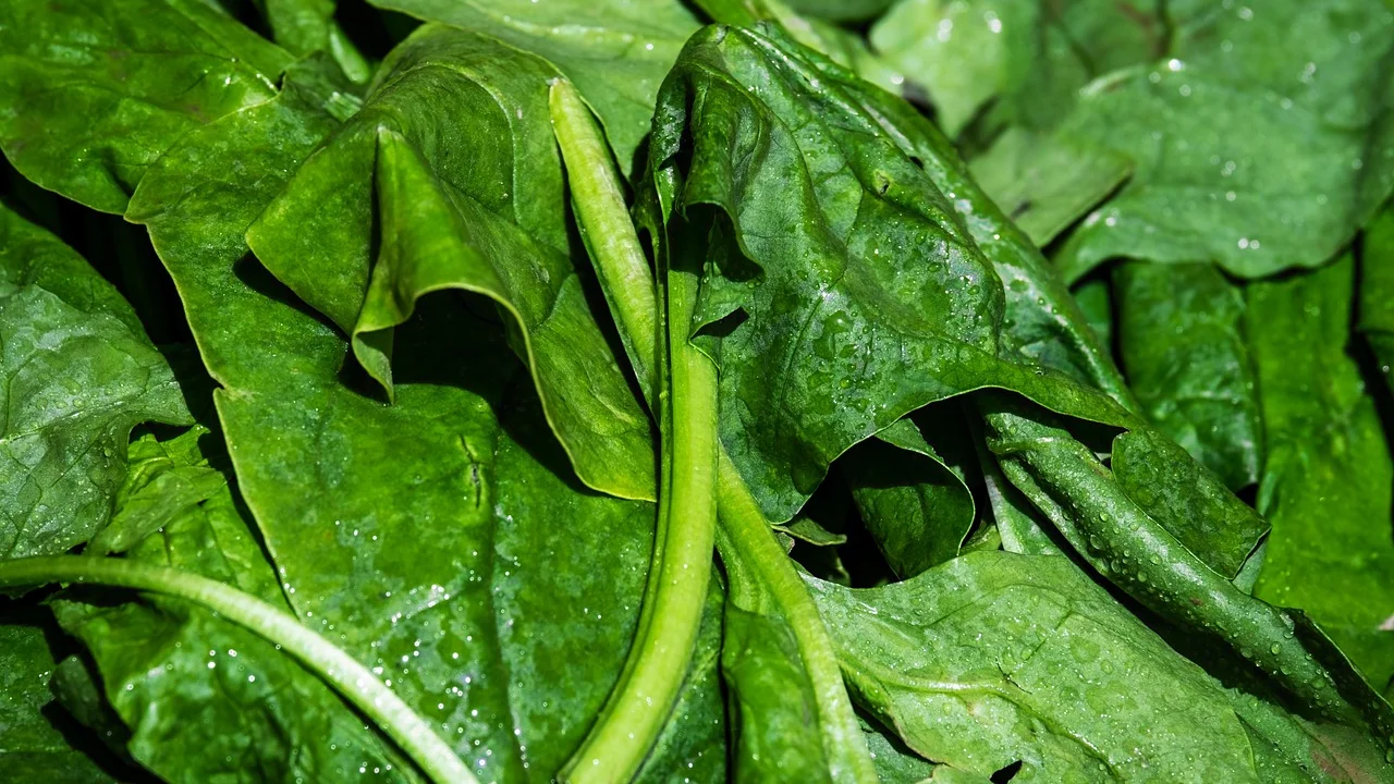 Espinafre escorrido e picado para a receita