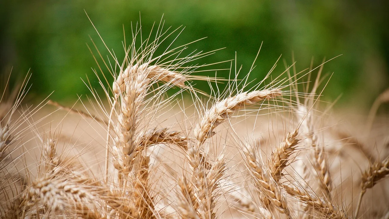 Panquecas preparadas com farinha de aveia caseira.