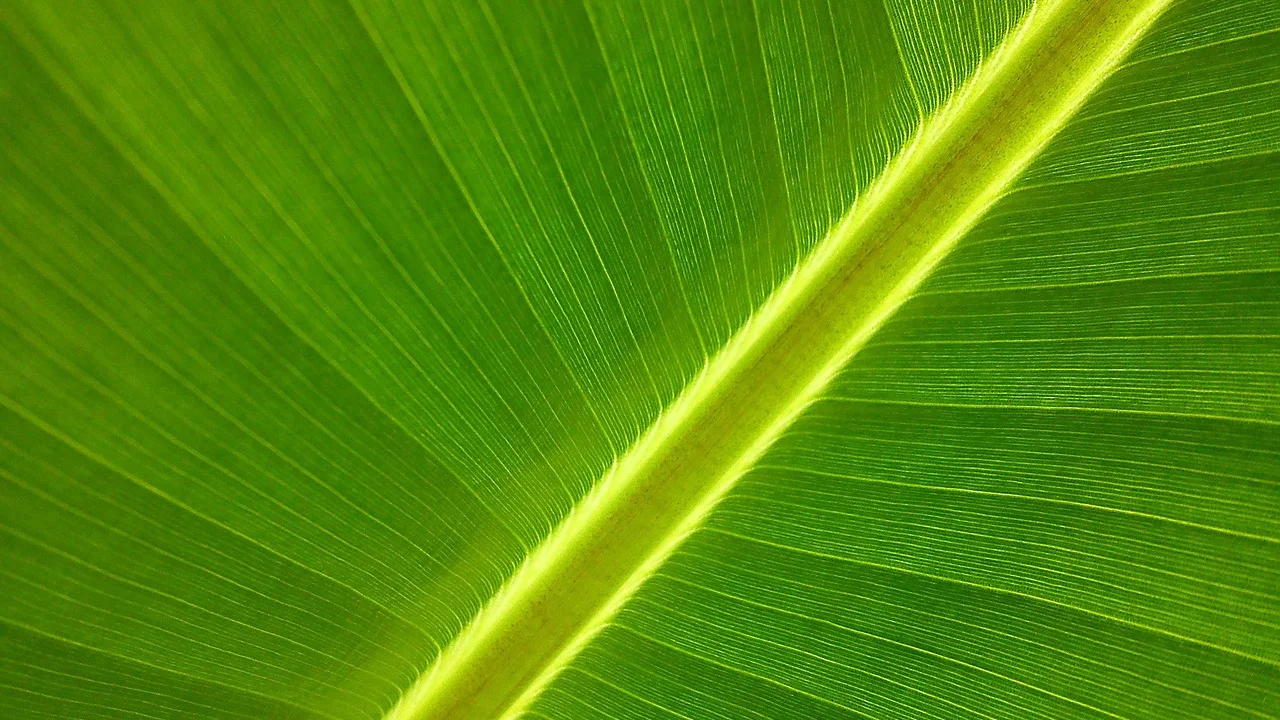 Cubos de banana firmes dourando em frigideira quente