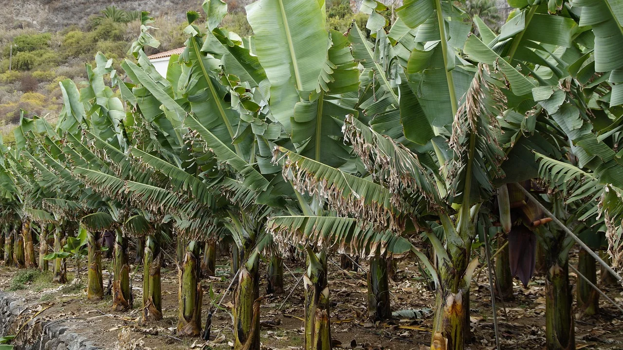 Ingredientes simples para preparar farofa de banana