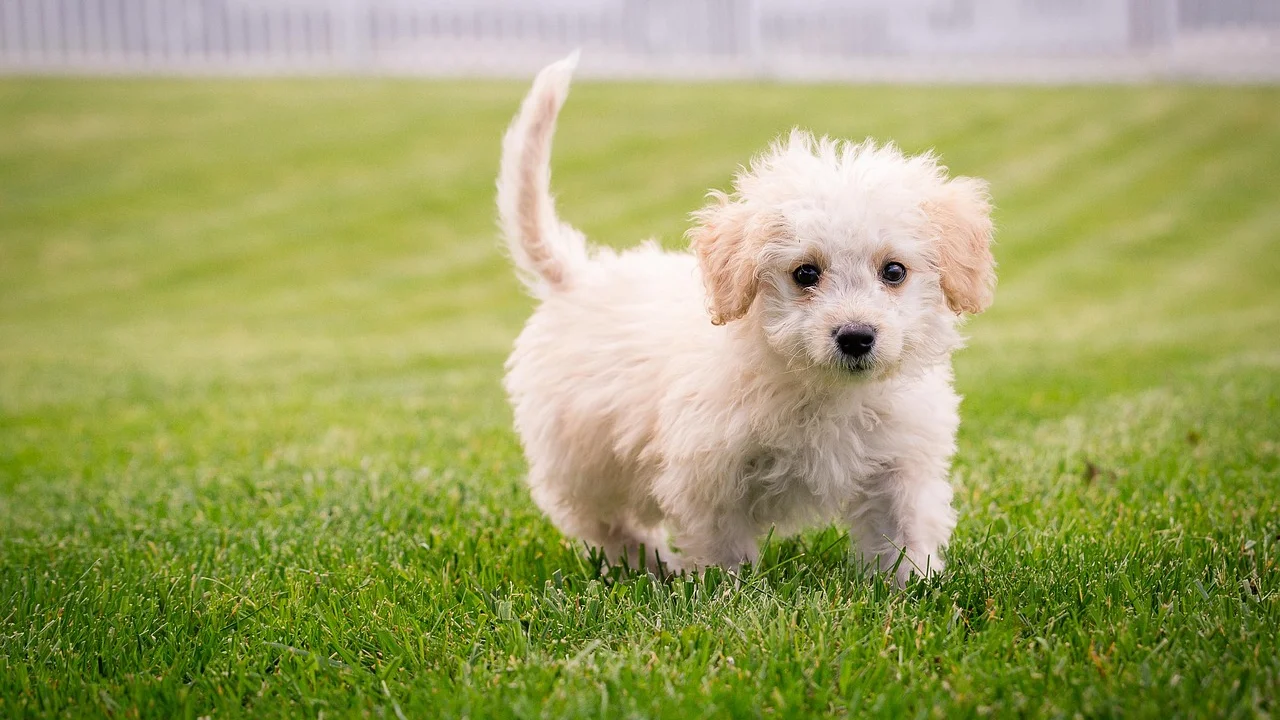 Produtos formulados para pets são mais adequados para a pelagem canina.
