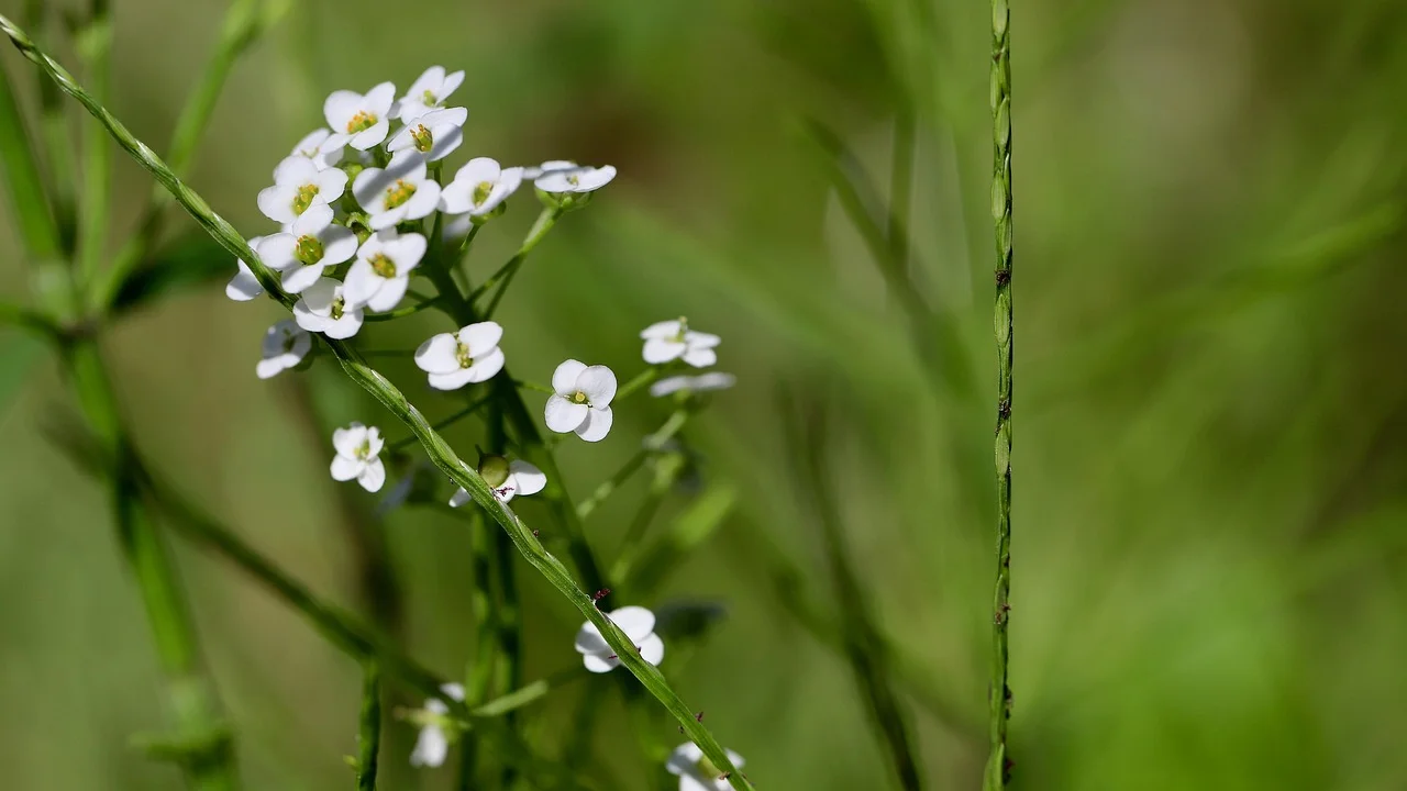 Montagem de camadas de pétalas para formar uma flor