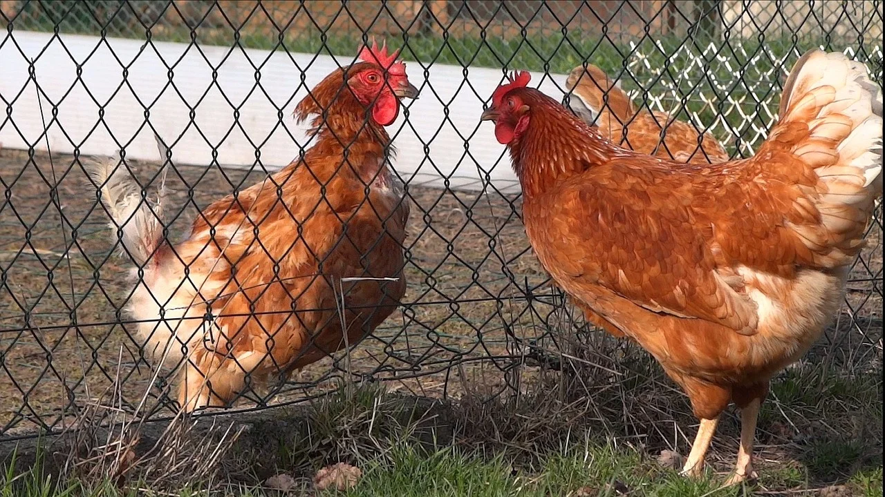 Travessa de fricassê de frango com queijo derretido