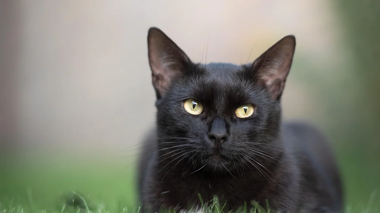 Gato cheirando folhas jovens de grama cultivada em casa.