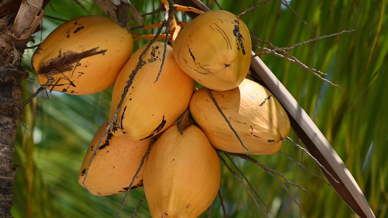 Coagem do leite de coco com pano fino sobre uma tigela