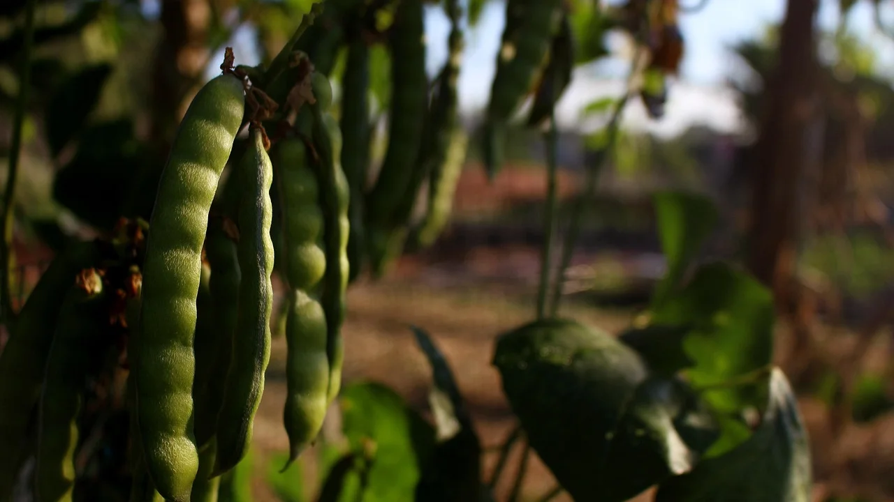 Porção de mandioca crocante servida com molho de ervas.