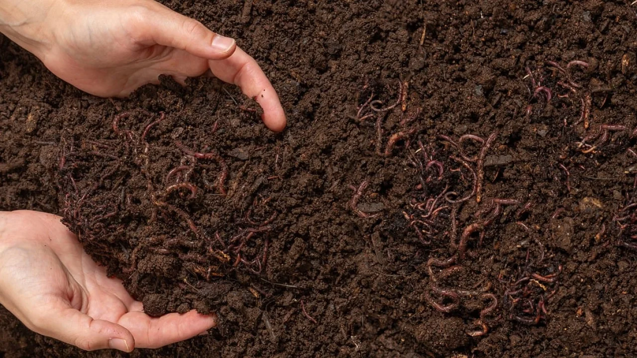 Caixas empilhadas formam um minhocário doméstico compacto.