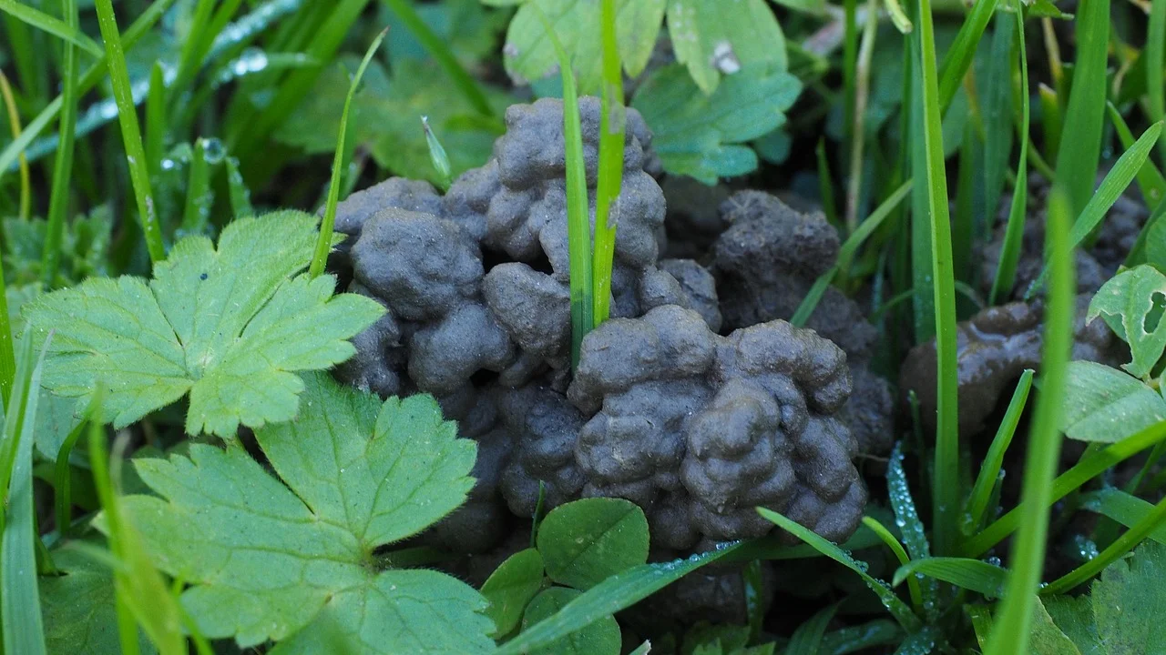 Restos de frutas e folhas secas usados na compostagem com minhocas.