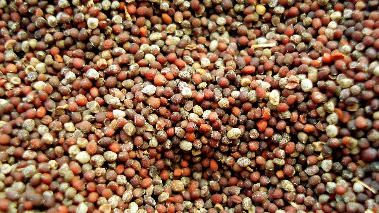 Sementes claras e escuras de mostarda em tigelas