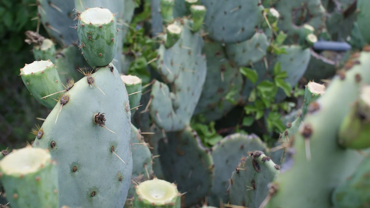 Filhotes separados com cuidado da planta-mãe.