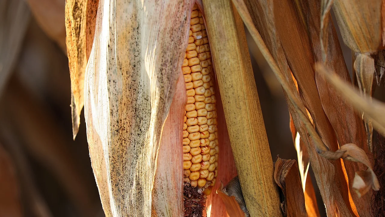Pamonha doce cozida servida ainda dentro da palha.