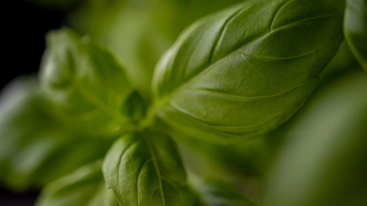 Castanhas trituradas dão textura ao pesto caseiro