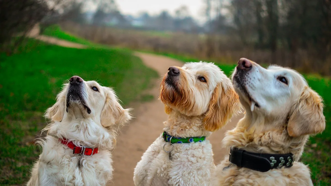 Biscoitos caseiros para cachorro em uma tigela de cerâmica