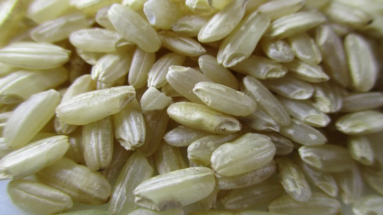 Arroz arbóreo sendo refogado antes da adição do caldo.