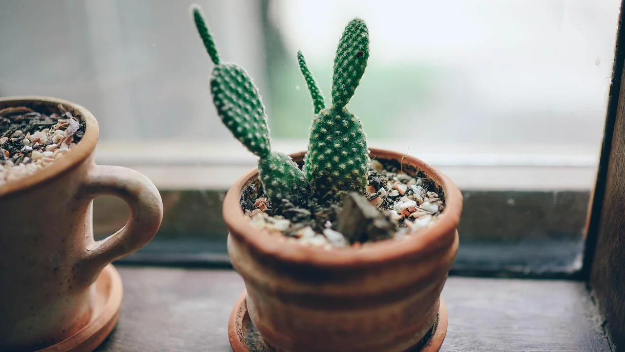 Suculentas plantadas em vasos com furos de drenagem.