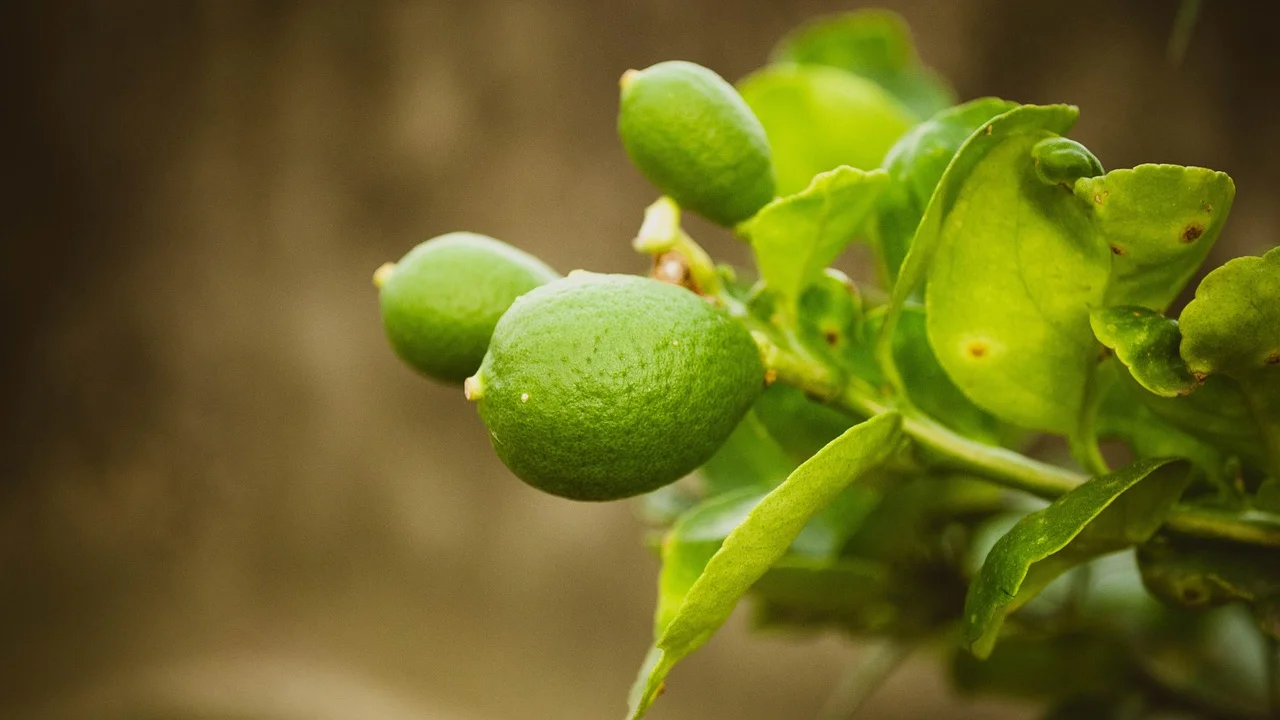 Ingredientes do suco de abacaxi organizados ao lado do liquidificador