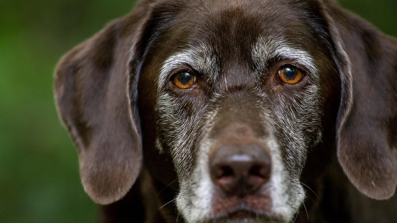 Limpeza apenas na parte externa e visível da orelha do cão.