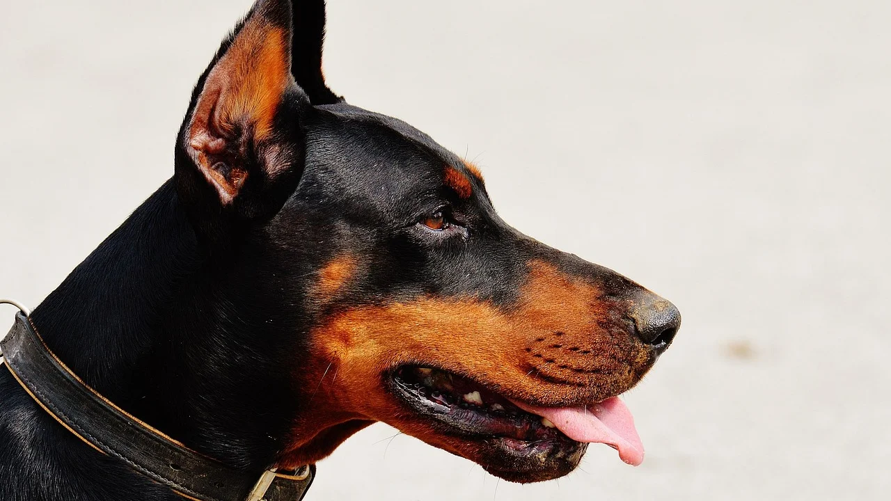 Cão tranquilo recebendo recompensa após os cuidados de higiene.