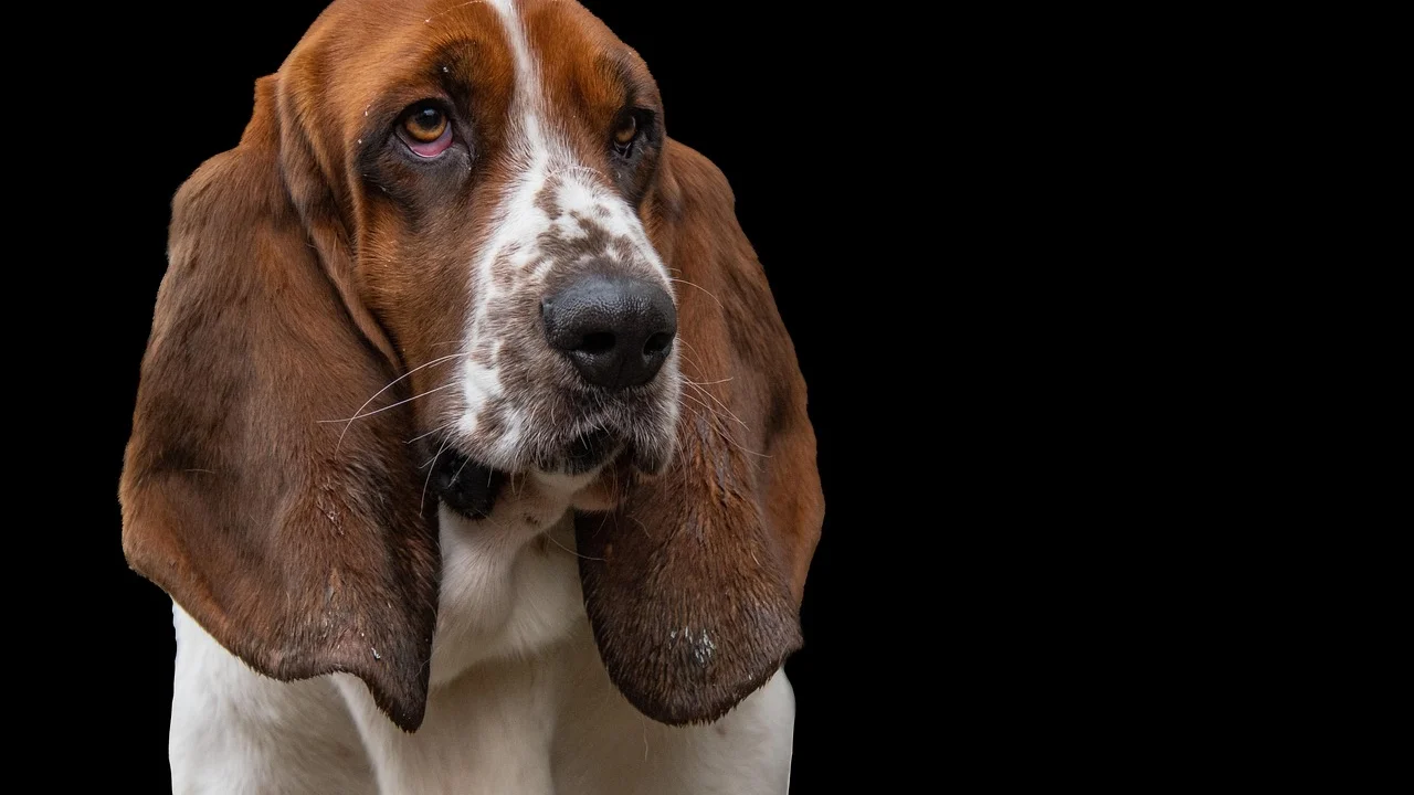Sinais de vermelhidão na orelha devem ser avaliados por veterinário.