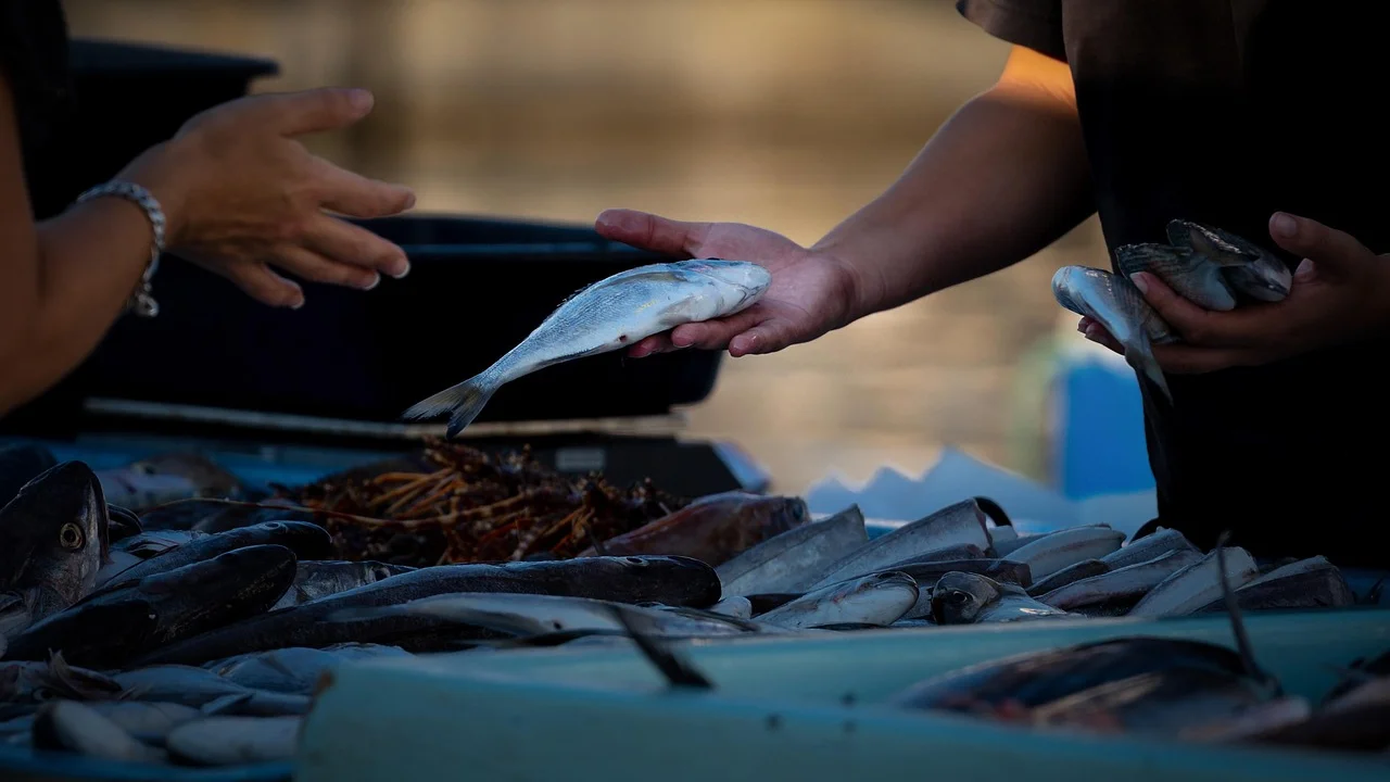 Limpeza cuidadosa da cavidade interna de um peixe.