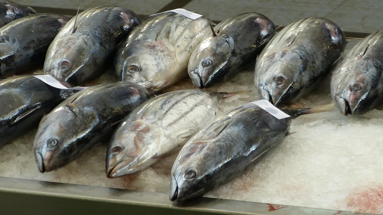 Utensílios higienizados para manipular peixe fresco na cozinha.