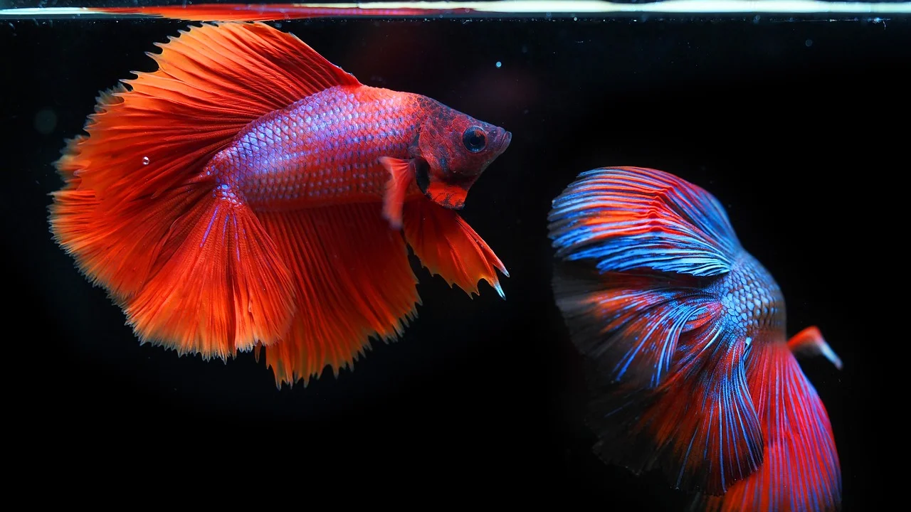 Aquário plantado com betta em água limpa e aquecida.