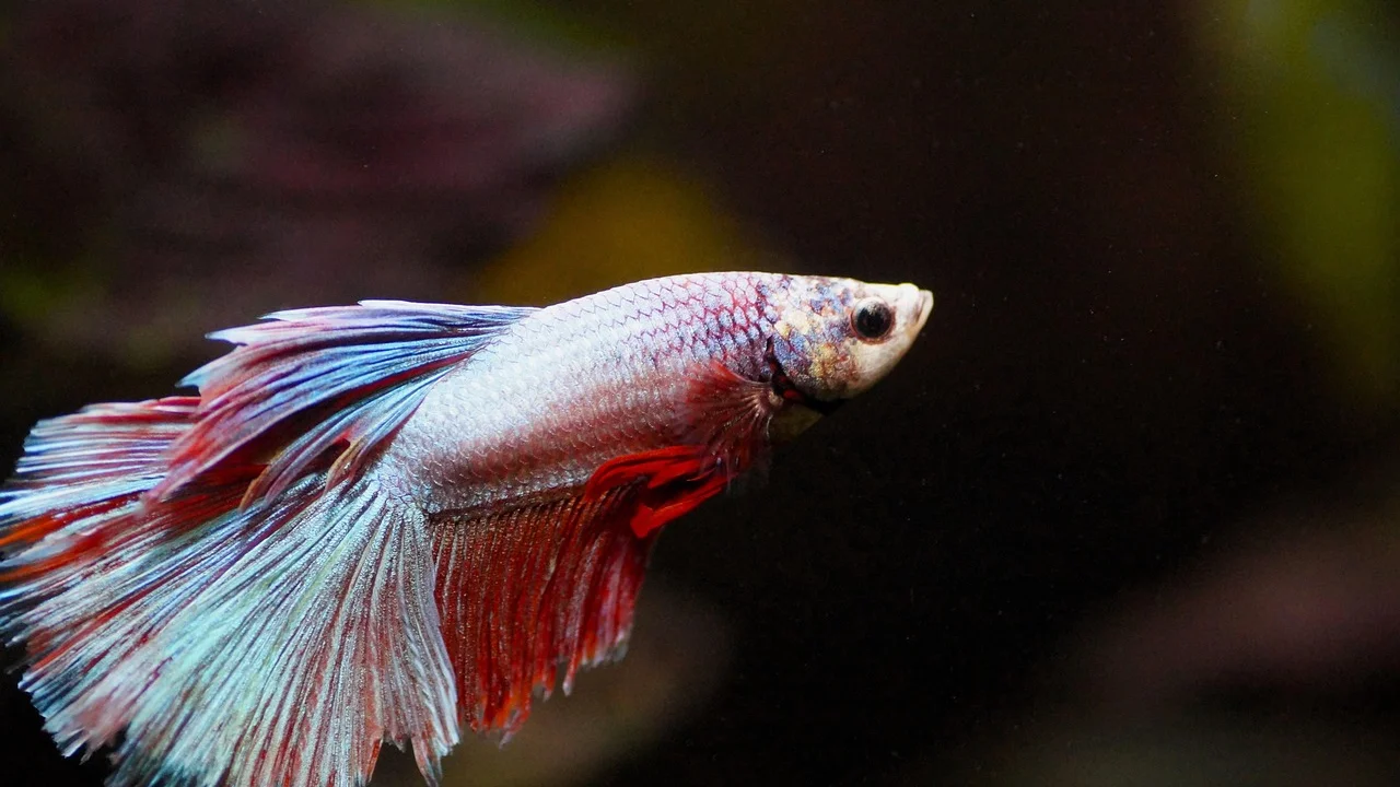 Filtro com fluxo suave instalado em aquário para betta.
