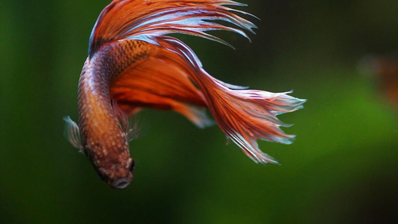 Plantas macias oferecem abrigo e pontos de descanso ao betta.